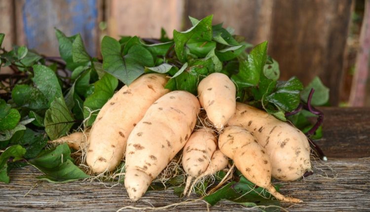 Pesquisadores brasileiros dobram vitamina contida em variedade de batata-doce