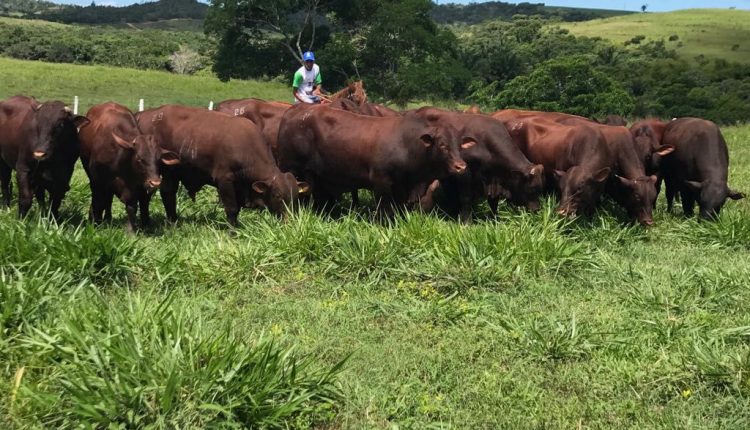 Santa Gertrudis, presente há 70 anos no Brasil, demonstra resultados importantes em programas de avaliação genética