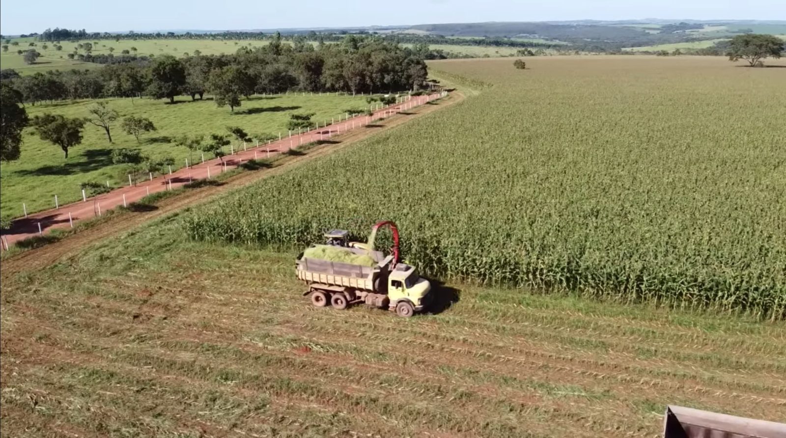 Milho ou sorgo: o que vale mais a pena plantar em outubro para garantir silagem na próxima seca?