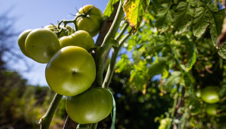 Tomates verdes. Orgânicos 1