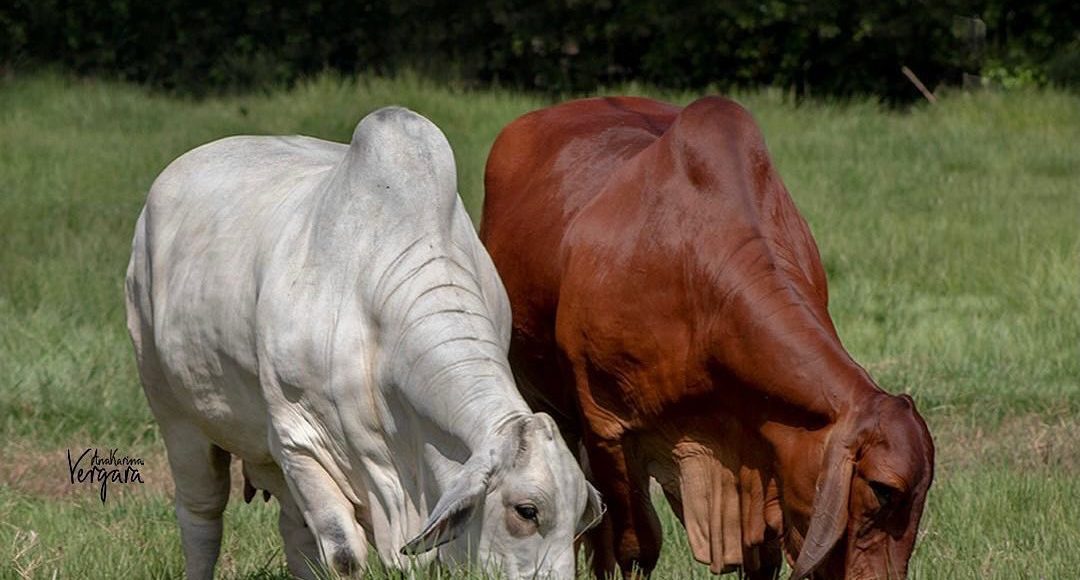 animais da raca brahman branco e vermelho