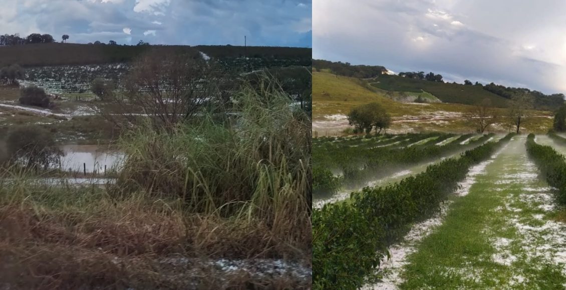 granizo em cafezais no sul de minas