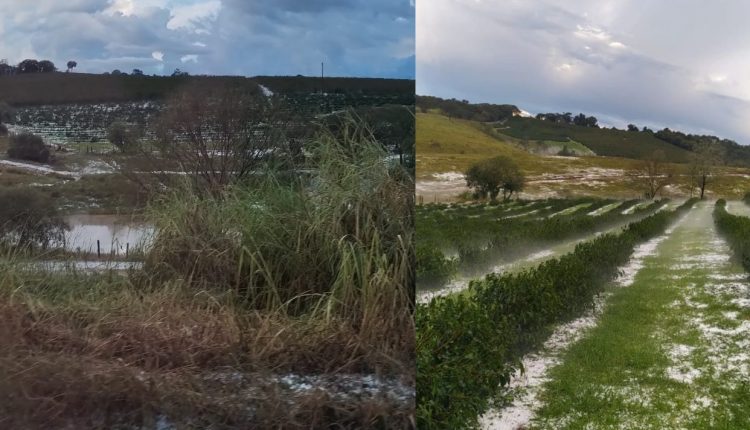 granizo em cafezais no sul de minas