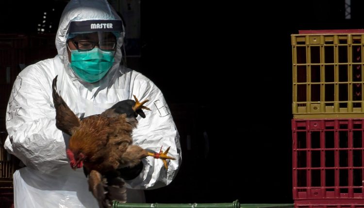 gripe aviaria - agentes sanitarios - medico veterinario