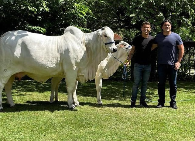 marcos-rocha-nelore-CRL-Agropecuária