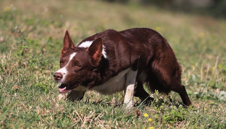 raca de caes border collie