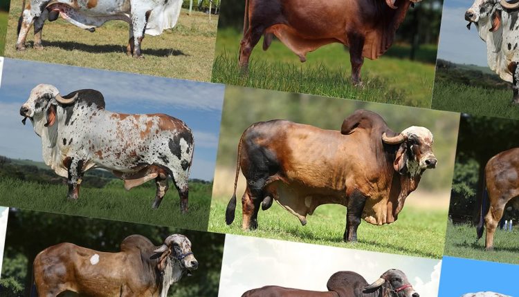 top 10 melhores touros gir leiteiro da atualidade