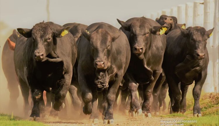 tourama touros Brangus de LOS CORDOBESES