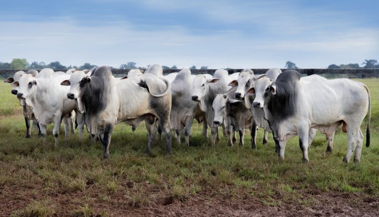 touros da agromaza leilao - tourama