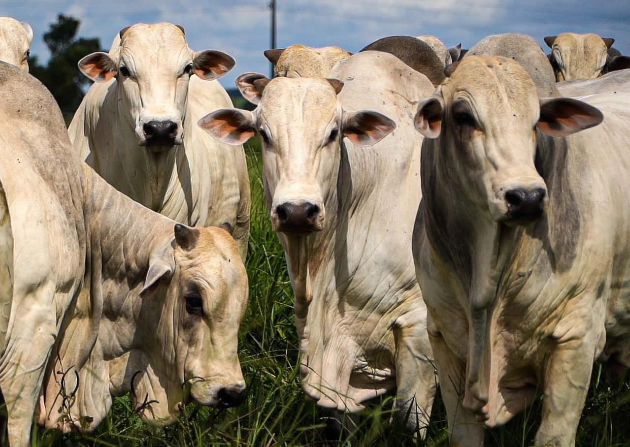 Agropecuária Kangayan - touros nelore - top fotao