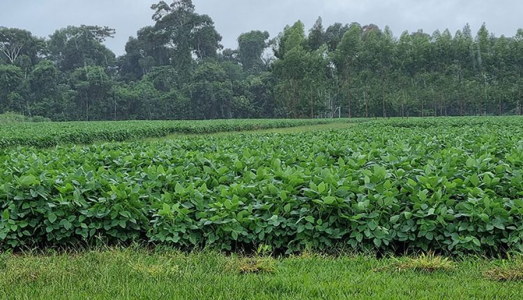 Estudo mostra que os últimos anos foram mais chuvosos no Mato Grosso - lavoura de soja