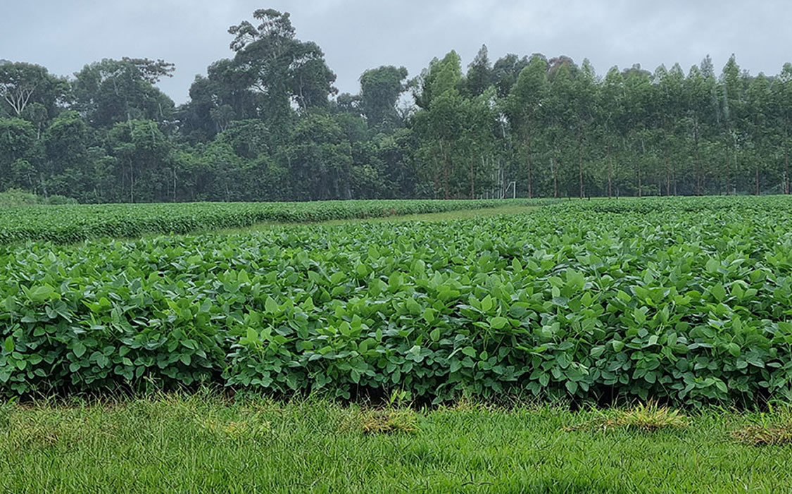 Estudo mostra que os últimos anos foram mais chuvosos no Mato Grosso - lavoura de soja
