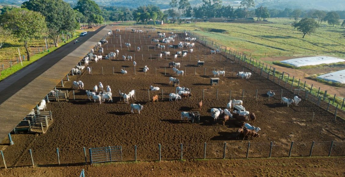 ExpoGenética 2023- ABCZ divulga lista de criatórios com animais inscritos no PNAT