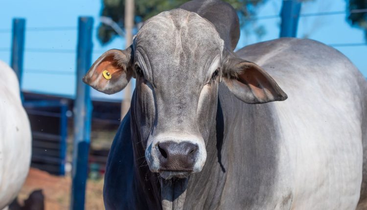 ExpoGenética 2023 touro- ABCZ divulga lista de criatórios com animais inscritos no PNAT