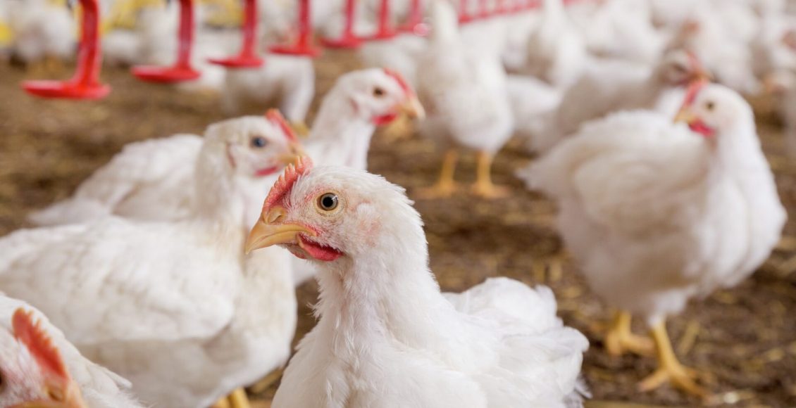 Trouw-avicultura-solucoes-inovacao-avicultor-2023- frango de corte - avicultura