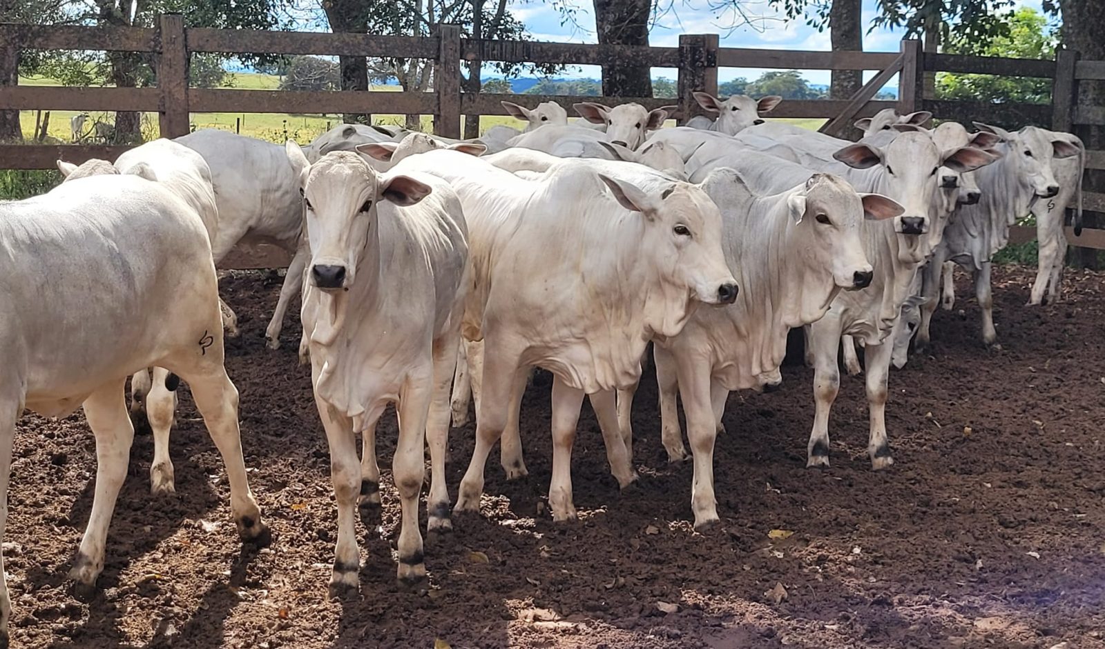 Estratégias de acasalamento para potencializar a estação de monta em gado de corte