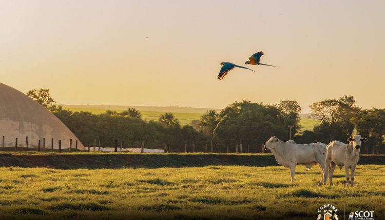 confina-brasil-primeira-rota-texto-divulgacao