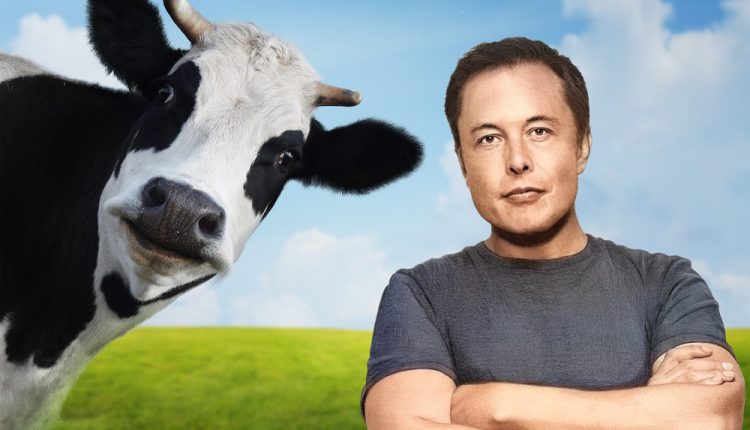 loucura climatica - irlanda vai matar vacas para conter crise climativa - elon musk