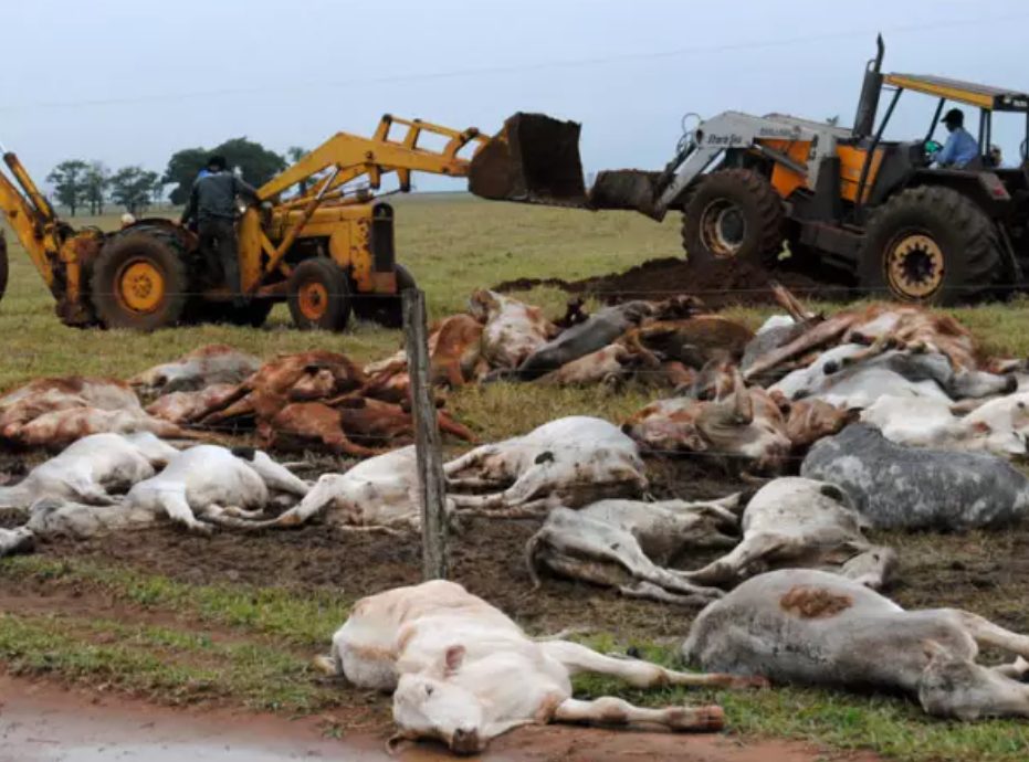 morte de gado por frio