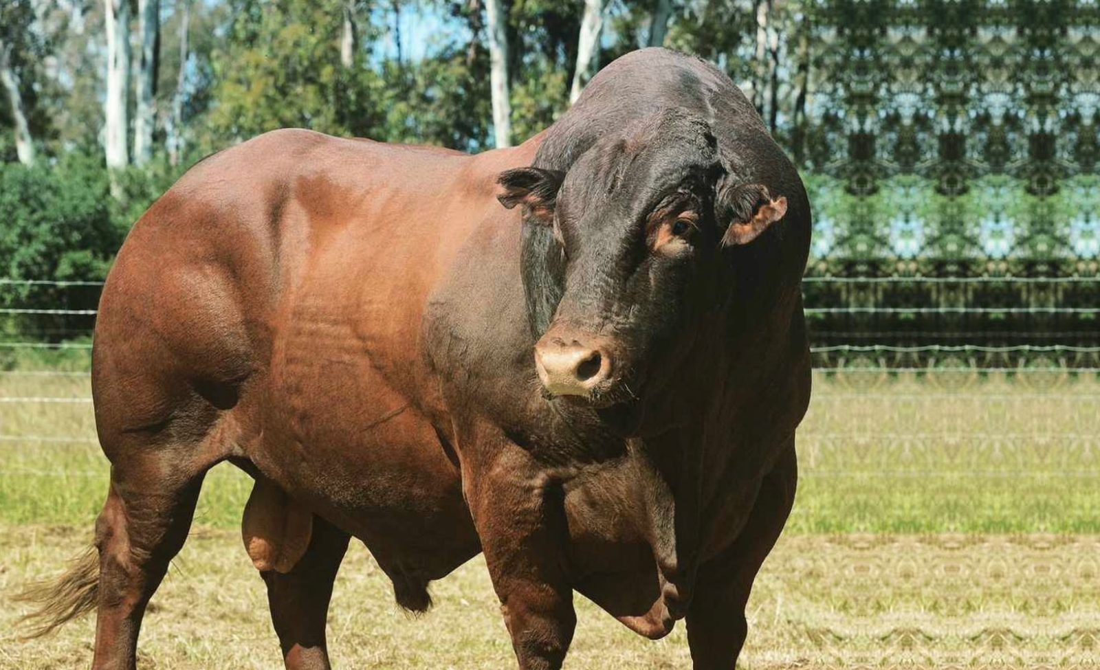 Arroba do boi decola na semana e quase bate os R$ 330; veja os preços