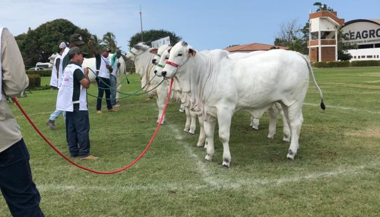 11 Exponel de Vila Velha (ES) é a última Exposição Ouro da raça Nelore em 2023