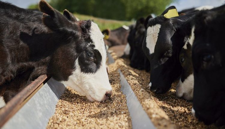 Fabricação de alimentos para animais não é coisa para amadores