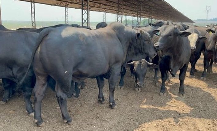 Agropecuária Beledelli produz animais