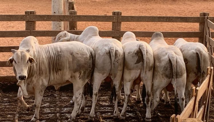 A Maximus Agronegócio é um dos boitéis referência no Brasil