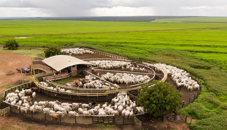Cadeia de fornecimento de gado da Bom Futuro é rastreada