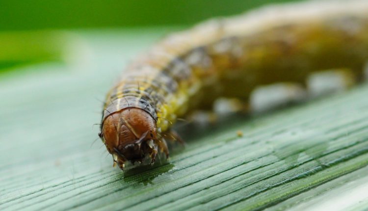 Dentre todos as pragas que a sojicultura enfrenta, a grande preocupação ainda continua sendo as diferentes espécies de Spodoptera - lagarta