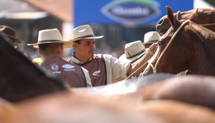 Mangalarga marchador - a importância da dieta certa para provas de longa duração