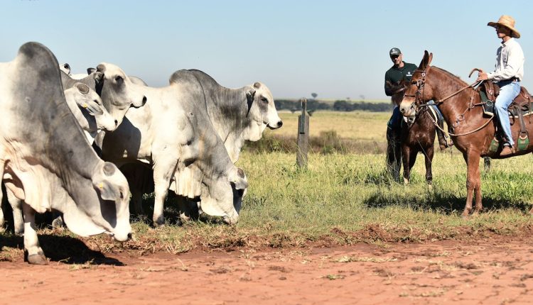 Touros Nelore e Sindi com DEPs equilibradas potencializam o lucro do pecuarista