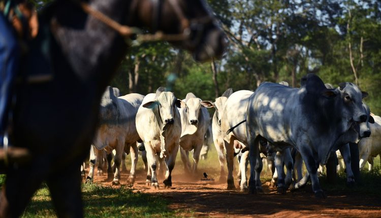 Touros Nelore e Sindi com DEPs equilibradas potencializam o lucro do pecuarista