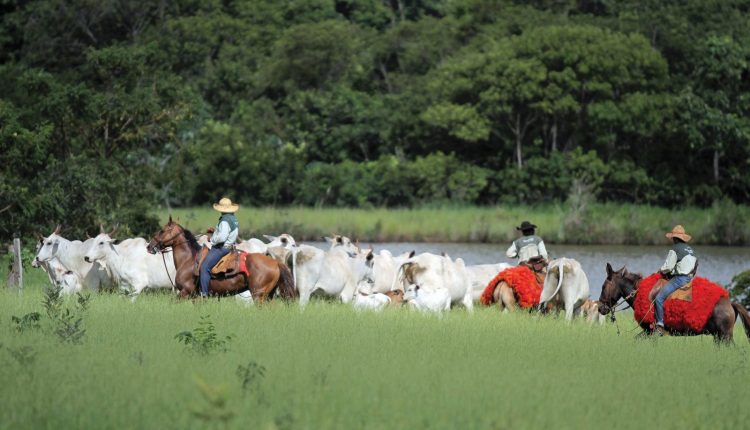 Verdana Agropecuária - Matrizes-Verdana