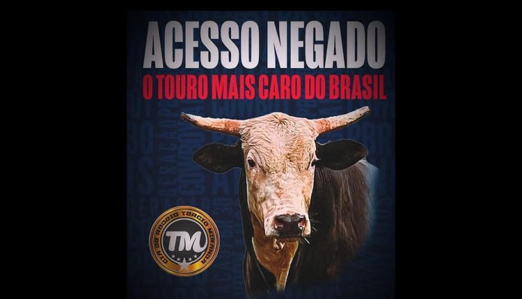 acesso negado - touro de rodeio