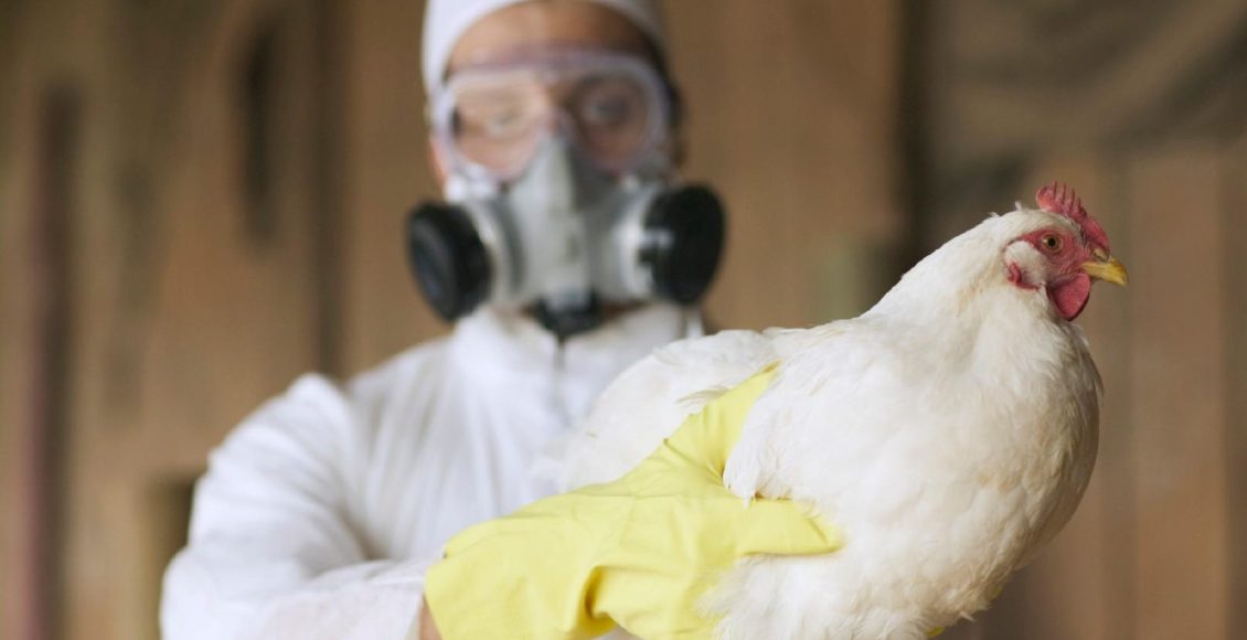 Surto de gripe aviária afeta quase 1 milhão de aves comerciais na Califórnia