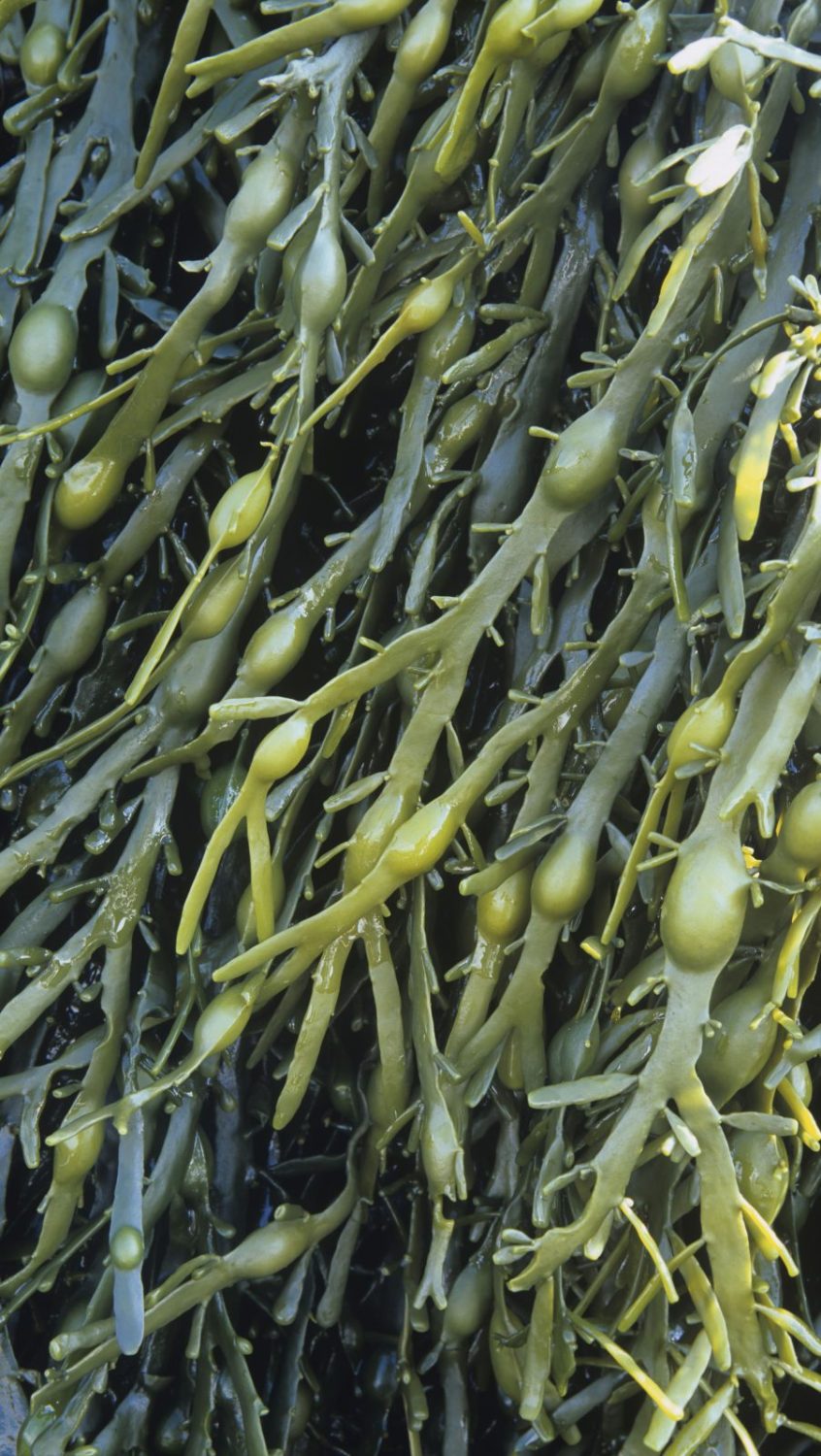 ACADIAN-Ascophyllum-nodosum-Foto-Divulgacao