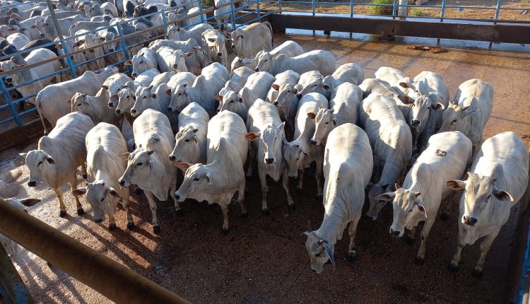 ACNB-Peso-e-cobertura-de-gordura-sao-destaques-do-Circuito-Nelore-de-Qualidade-em-Agua-Boa-MT-que-avaliou-408-animais-foto-divulgacao