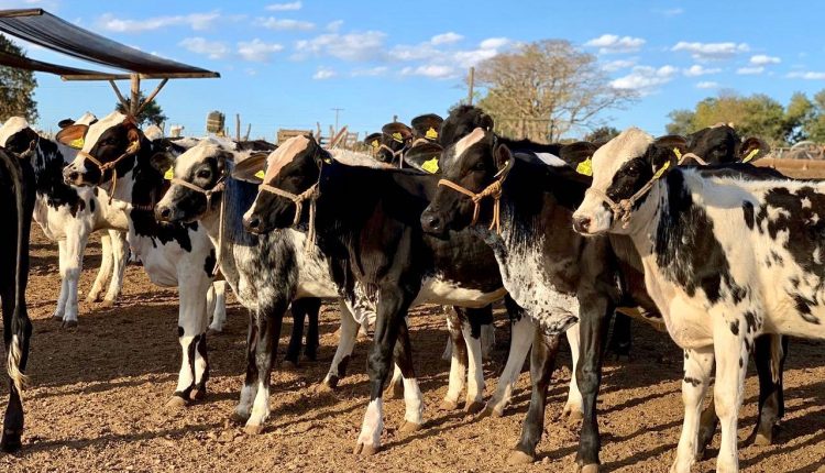 Agropecuária Irmãos Chiari - bezerras girolando