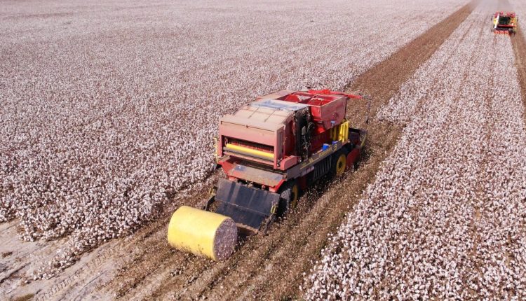 Boshiran - Gigante chinesa testa colhedora de algodão em lavouras do Brasil