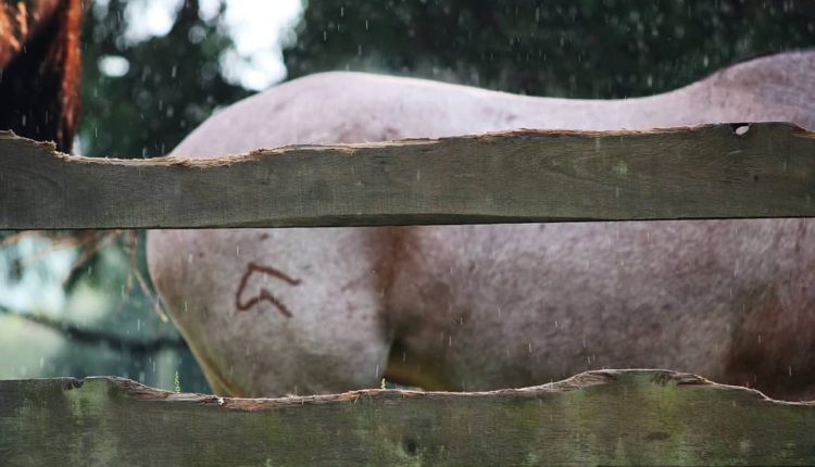 Cavalo Campeiro a marca da marcha