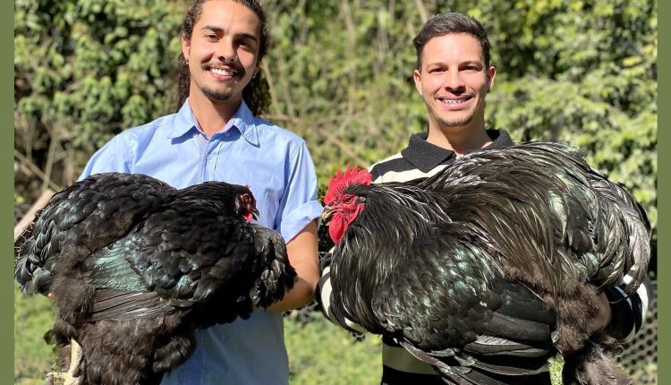 Cochinchina negra - aves com alto padrão - mario