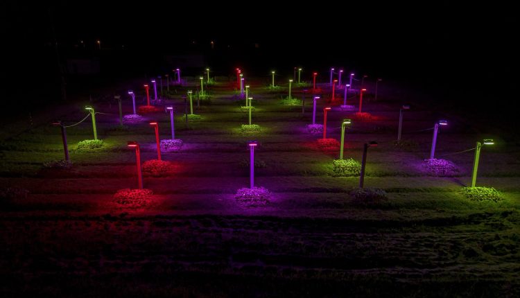 Eficiência e produtividade são objetivos de pesquisa com luminária LED para cultivo de flores