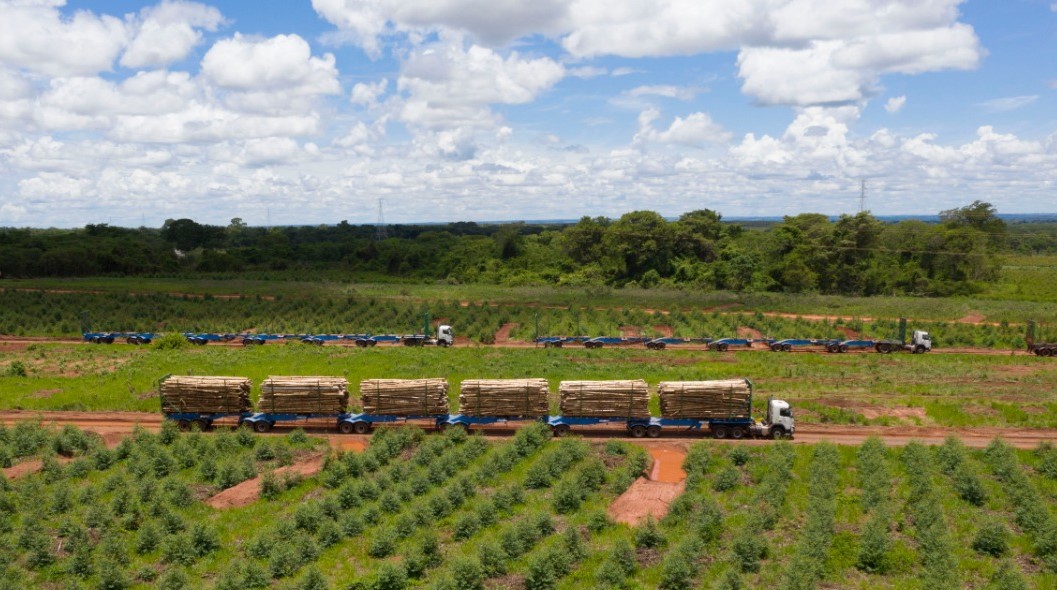 plantações de eucalipto - suzano