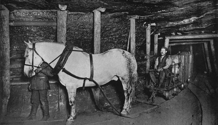 Pit pony in Germany, 1894
