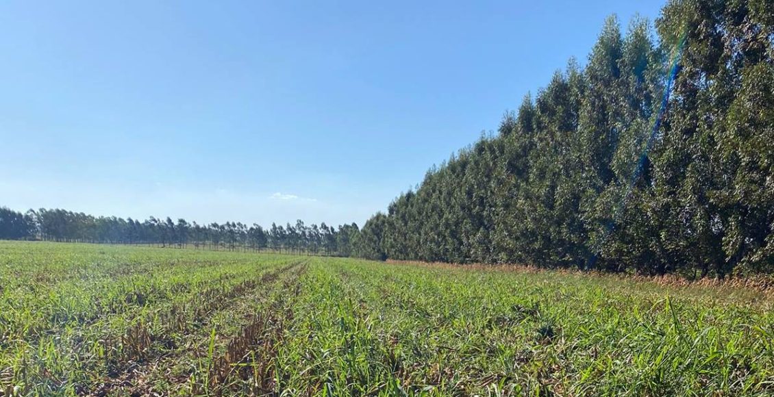 Propriedade paranaense tem redução de custos na agricultura e alta produtividade na pecuária com ILPF