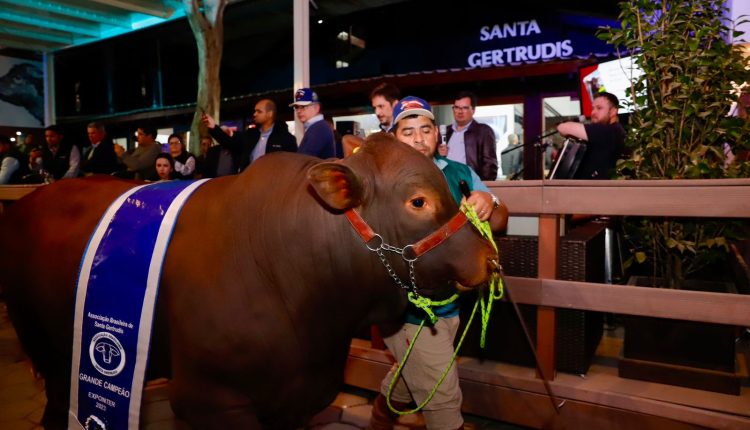 Santa Gertrudis lança Congresso Internacional durante a Expointer 2023 - touro santa gertrudis