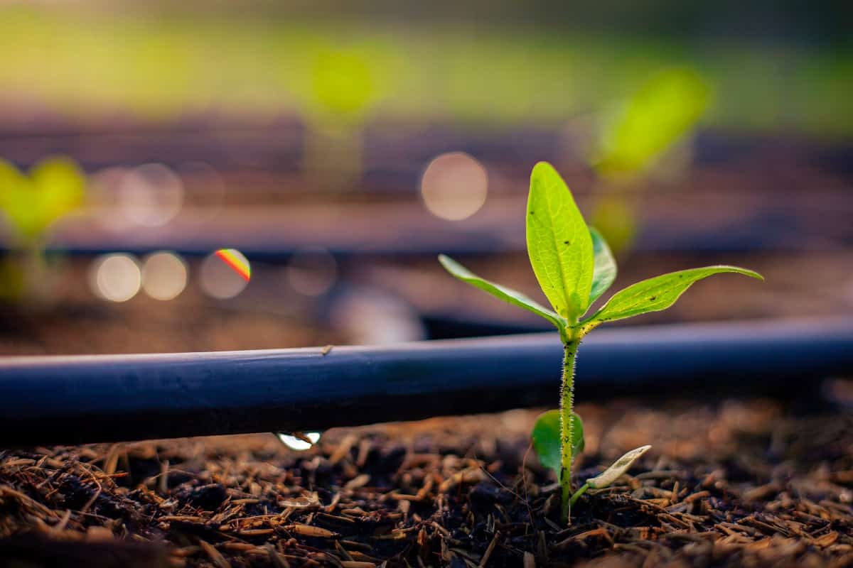 O sistema de gotejamento oferece um custo operacional muito menor, podendo chegar a 100% da área plantada, seu uso não é limitado pelo tipo de topografia do terreno