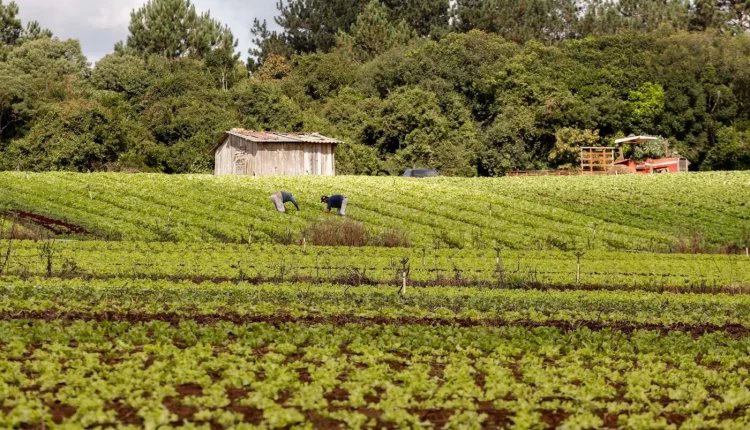 agricultura familiar