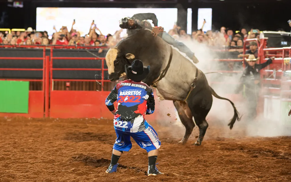 Saiba por que os touros estão vencendo os peões em rodeios como o